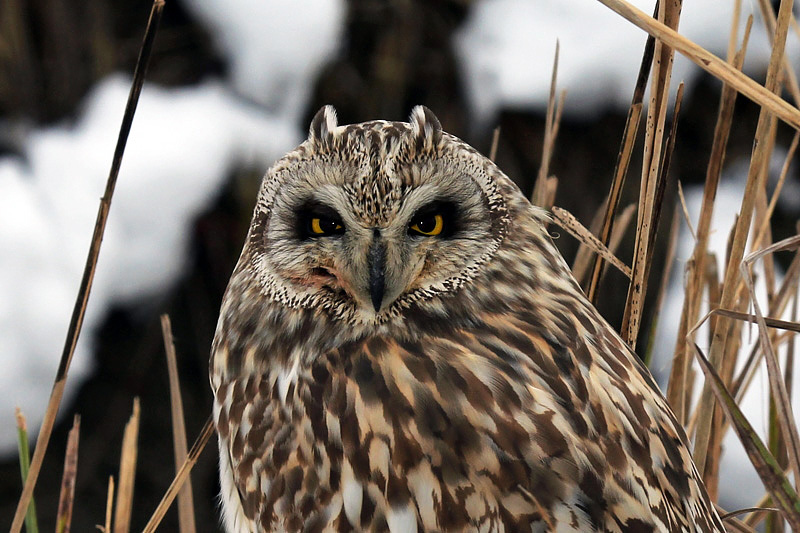 Gufo di palude (Asio flammeus)